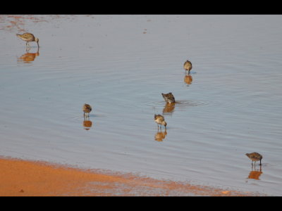 Near the boat ramp on the west side of Elk City Lake, we saw several Long-Billed Dowitchers (Limnodromus scolopaceus) foraging in the muddy water that was red from the previous night's rain.