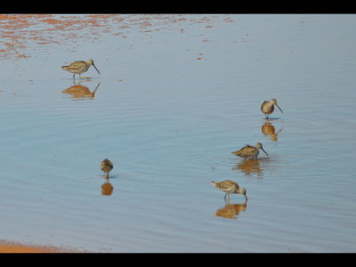 Long-Billed Dowitchers at Elk City Lake, OK