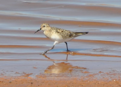 Another Baird's Sandpiper at Elk City Lake, OK