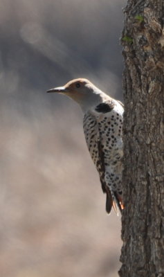 The last of our travel group disbanded in Elk City, but Mary and I decided to stop by Foss Reservoir on the way home. In one of the picnic areas on the south side of the lake, we saw this female Red-Shafted Northern Flicker (Colaptes auratus).