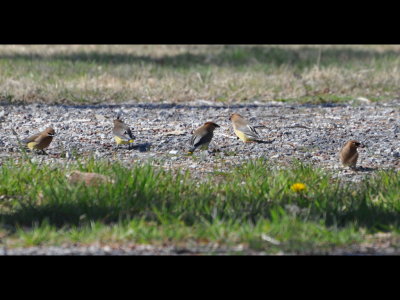 At the same picnic area, we saw a flock of Cedar Waxwings (Bombycilla cedrorum) eating berries or seeds that had fallen on the ground from a tree.