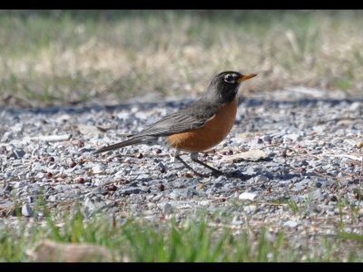 An American Robin (Turdus migratorius) was also in the vicinity.