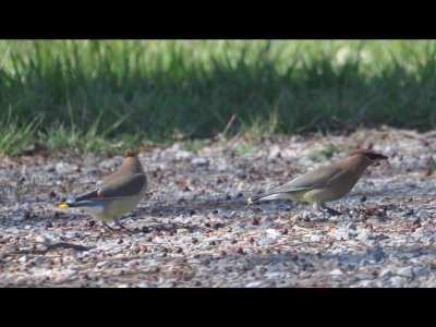 Cedar Waxwings at Foss Reservoir, OK