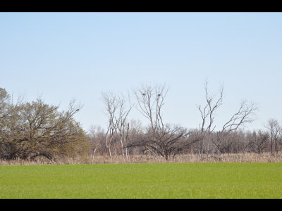 From Foss, we drove north, then east to the Washita National Wildlife Refuge. From the highway running through the refuge, we saw these nests in the trees in the distance.