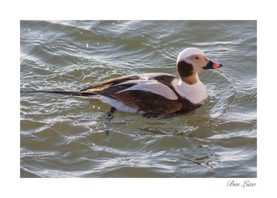 bird 01.jpg