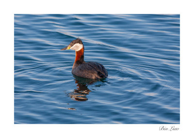 bird 10.jpg