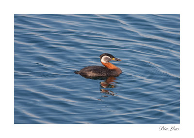 bird 11.jpg