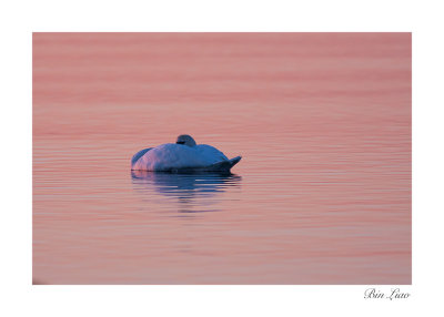 swan 001.jpg
