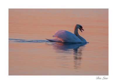 swan 002.jpg