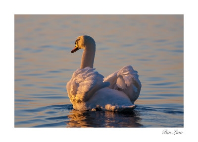 swan 003.jpg