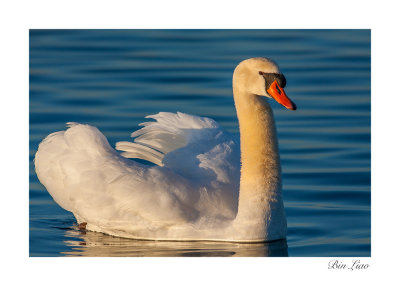swan 004.jpg