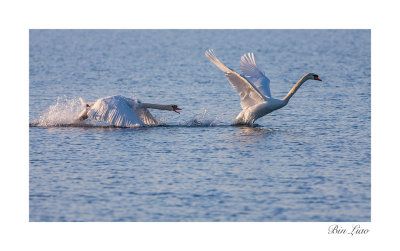 swan 005.jpg