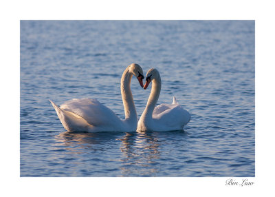 swan 006.jpg
