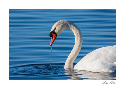 swan 007.jpg