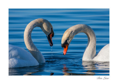 swan 008.jpg