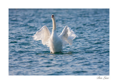 swan 010.jpg