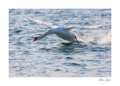 swan 011.jpg