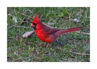 bird 014.jpg