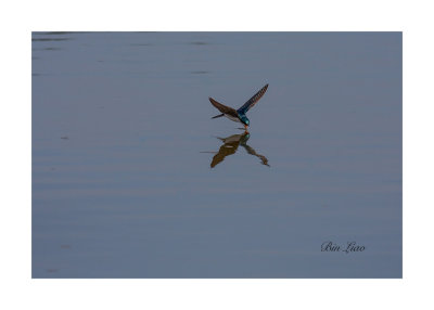 bird 016.jpg