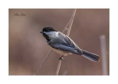 bird 023.jpg
