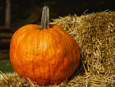 Pumpkin