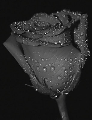 Rose - B&W