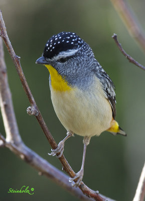 Australia