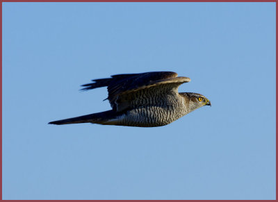 Goshawk (Accipiter gentilis), ad. Duvhk.