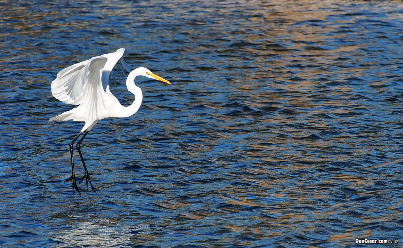 Giant White Egret