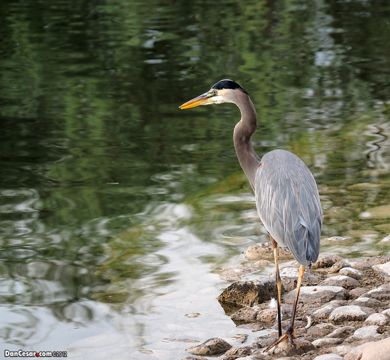 The Great Blue Heron