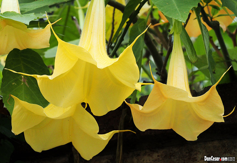 Angels Trumpets