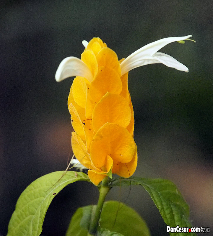 Shrimp Plant