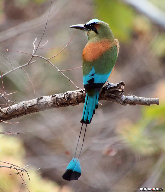 Guardabarranco  (Eumomota superciliosa)