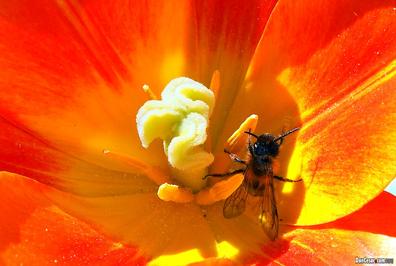 Pretty as a Bee