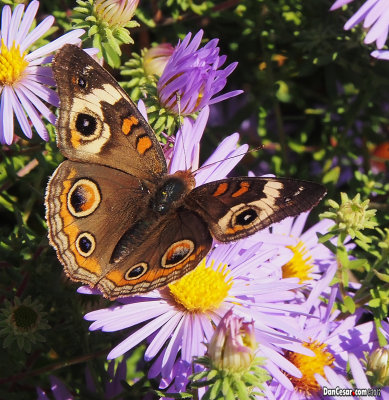 Missouri's native Buckeye butterfly