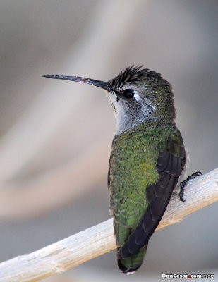 The Living Desert 