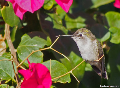 Humming Bird