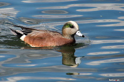 American Wigeon