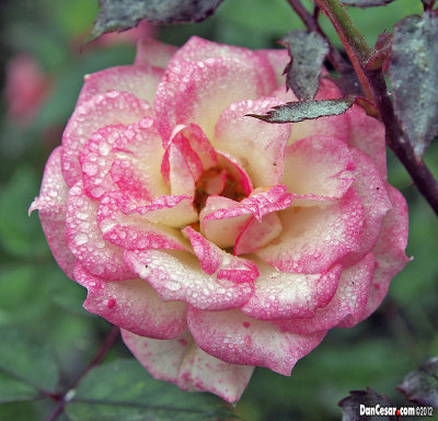 Miniature Rose, Morning Dew