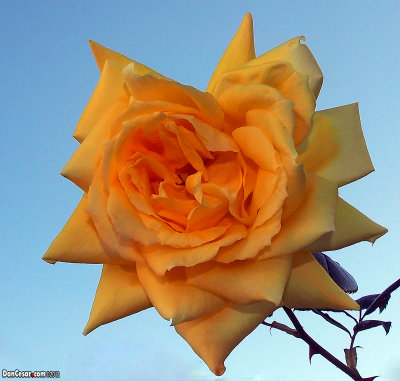 Yellow Rose of California 