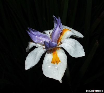 Wild Iris