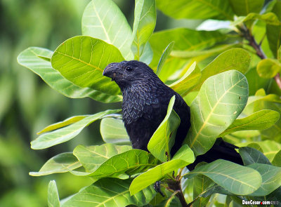 Groove-billed Ani, Crotophaga sulcirostris