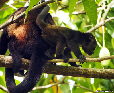 Mother and Baby Howler Monkeys 