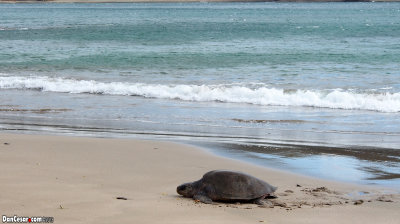 Sea Turtle
