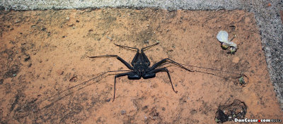 Whip Scorpion, Arachnid (Class Arachnida)