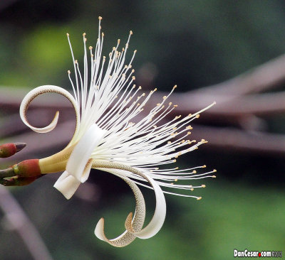 Pochote Tree Blossom