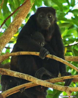 Howler Monkey and Baby