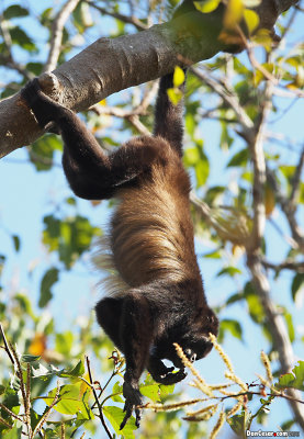 Howler Monkey