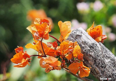 Dry Season Beauty