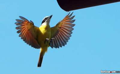 Great Kiskadee 